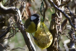 enveloppes,hélébores,oiseaux, 046.JPG