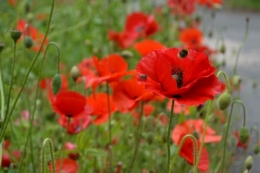 coquelicots,pivoines ,moi moi,roses 005.JPG