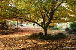 automne au jardin 130.JPG