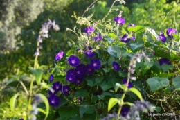 jardin chandelier,asters,puces 146.JPG