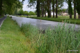 canal,fleurs blanches,marguerites,LE FLEIX,osier 059.JPG