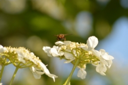 jardin,printemps,avril