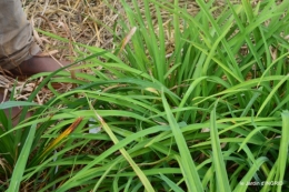 chez Willy,jardin 119.JPG