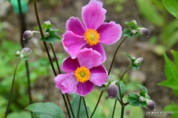jardin,papillons,anniversaire d'Ines,bricolage 085.JPG