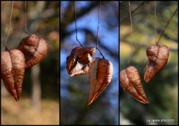 2015-12-07 couronne,chevreuil,dernière tonte1.jpg