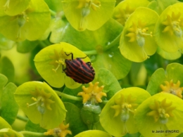 tour de jardin d'avril ,tonte 012.JPG