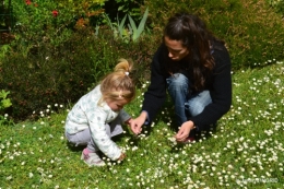 coquelicot,tonte paquerettes,Julie,jeux 034.JPG