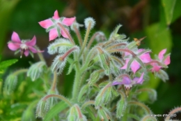 tour de France,jardinde Mme Peyrichou 014.JPG