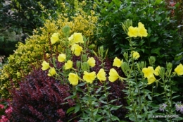 jardin juin,cabane,bouquet 106.JPG