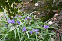 maison,jardin Bernadette,et jardin Claudine 151.JPG