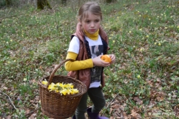 jonquilles dans les bois 045.JPG