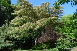 albizia,bouquet,plantes  en A 017.JPG