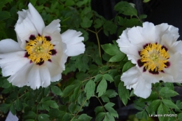 Fouleix,marguerites,hostas 032.JPG
