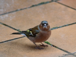 Tarins,oiseaux,persistants 006.JPG