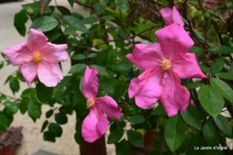 géraniums,glycine Monpazier,cabane,arums,fleurs sauvages 134.JPG