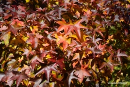 jardin automne,voisinage,canal 135.JPG