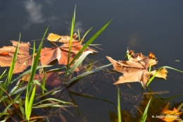 jardin automne,voisinage,canal 056.JPG