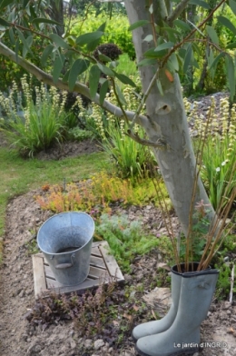 inondation,jardin,oeufs cygnes,chez Nathalie 077.JPG