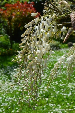 tour de jardin d'avril ,tonte 041.JPG