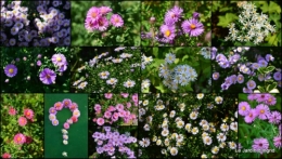 2014-09-10 jardin,puces Lasmonzie,asters.JPG