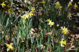 bouquet,pt jonquilles,bord Dordogne 077.JPG