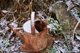 oiseaux première neige 020.JPG