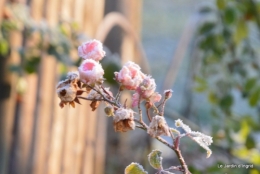 canal givre jardin 069.JPG