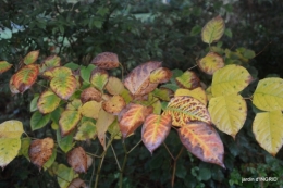 couleurs d'automne,bouquet,lune 096.JPG