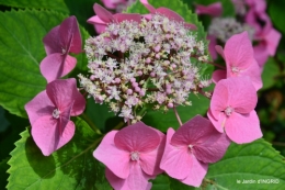 jardin,papillons,Cadouin,légumes,Sophie, 063.JPG