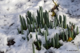 Neige en dordogne,jardin 200.JPG