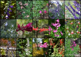 2014-10-06 jardin,St Avit Seigneur brocante,Neuvic fête des plantes2.jpg