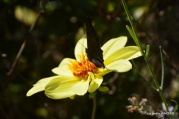 papillons,couleurs d'automne,Bernadette,pluie 022.JPG