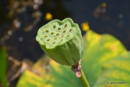 les jardins d'eau de Carsac 051.JPG