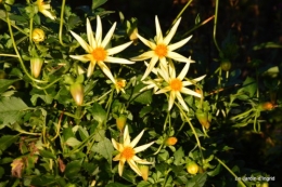 jardin début d'automne ,Sophie,rouge 098.JPG