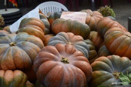 fête de la citrouille,jardinage,jardin 013.JPG