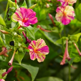 Mirabilis_jalapa_bicolor-IMG_9208-700x700.jpg