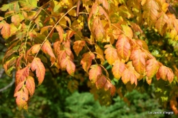 automne,arbres,inondation 088.JPG