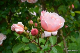 roses,poule d'eau,bébés cygnes, 017.JPG