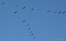 Grues et plantes à Ciron 038.JPG