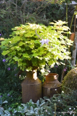 mon coin,Monique,les oies,mon jardin 057.JPG