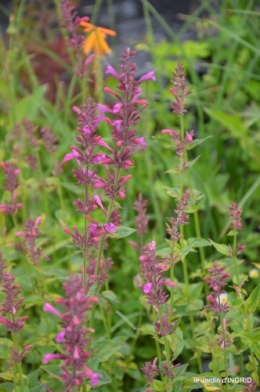 chez Willy,jardin 014.JPG