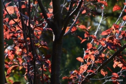 jardin automne,Arya avec Nicky 026.JPG