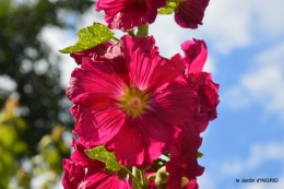 rose trémières,INES,,en ce moment en juin 035.JPG