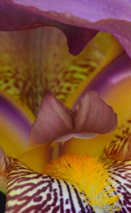 canal,iris,marguerite,ancolies,brocante Beaumont,oeufs de Paques 023.JPG