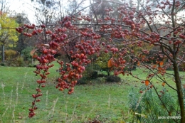 fin de l'automne,Lalinde,bouquet de l'avent 097.JPG