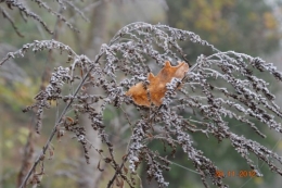 bourdon,givre,le chat 035.JPG