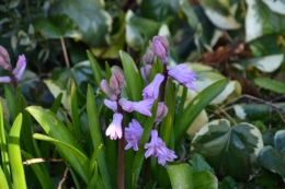 crocus,nichoirs,jonquilles,jardin,coucher du soleil 008.JPG