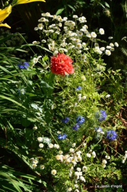 chez Fabien,le canal,jardin,hémérocalles,le souci,potager 140.JPG