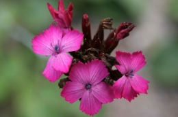 RHS_WSYD0012448_6827.jpg