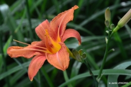 jardin,chez Bernadette,puces,cygnes,pluie 163.JPG